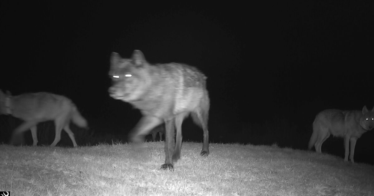 New wolf pack — the Piney Ridge Pack — forms in Eagle County, CPW confirms