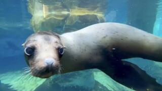 Kenney the Sea Lion