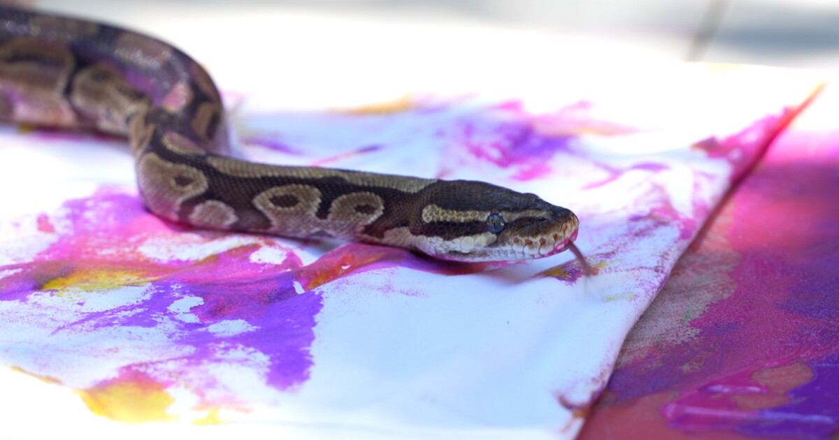 Zoo animals create artwork at Charles Paddock Zoo's "Wild about Art" event - Vimarsana News