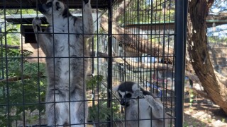 LEMUR