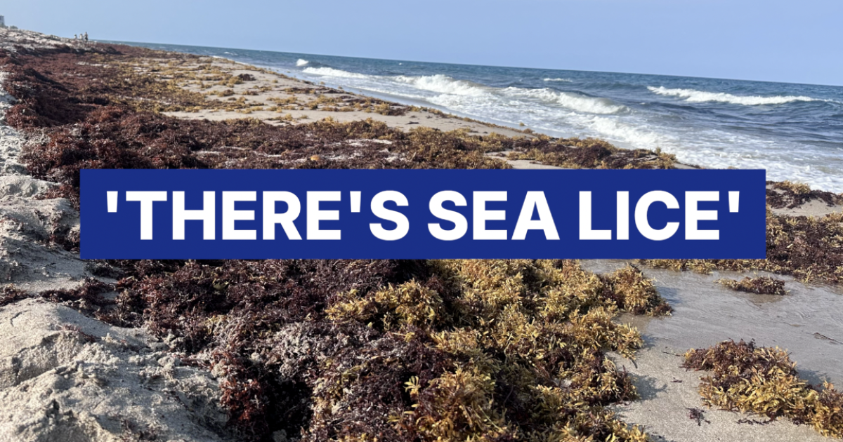 Boca Raton / Delray Beach Sargassum washing up on Boca beaches raises concerns ahead of summer season Zitlali Solache