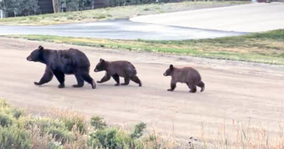 Bear bites homeless man in Aspen as Colorado sees record bear activity