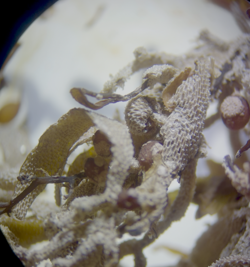 Sargassum under a microscope.png