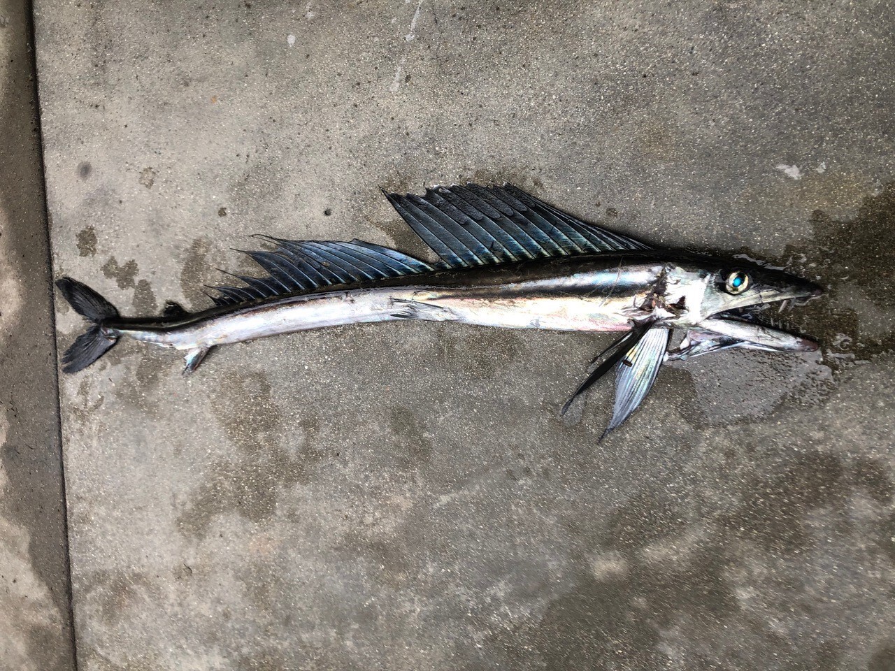 Lancetfish_III