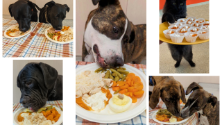 Michigan Animal Rescue League Thanksgiving