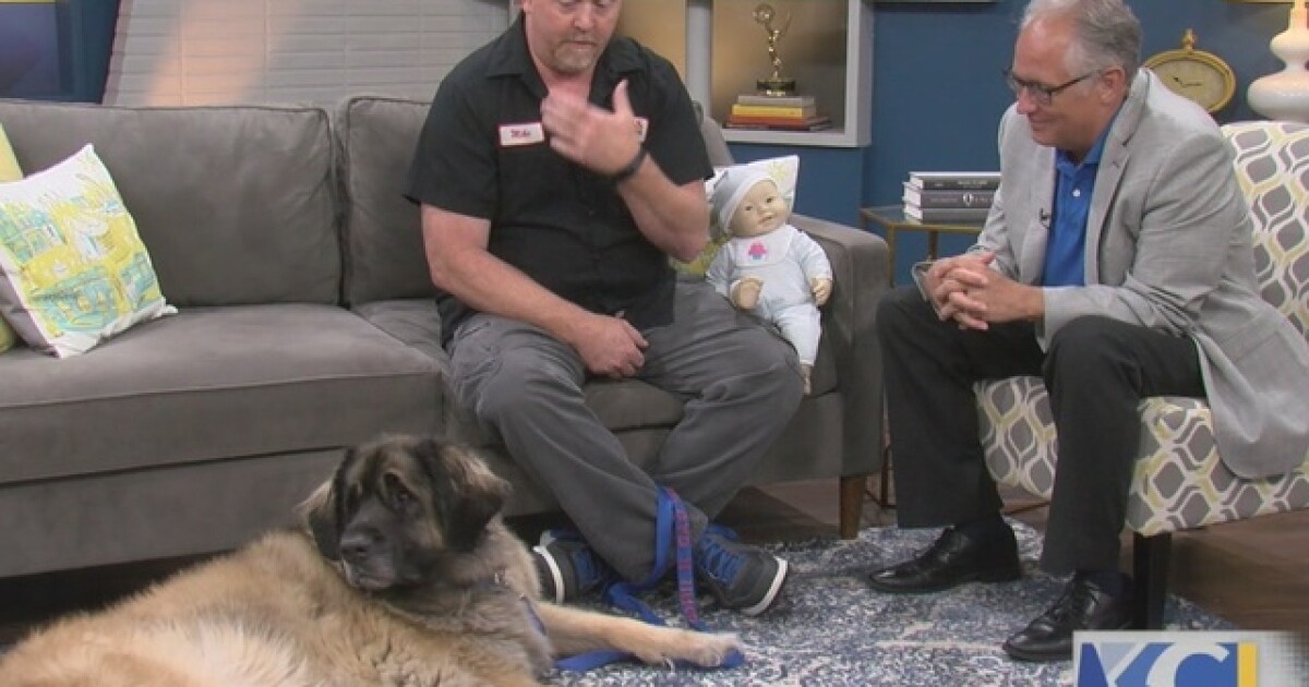 Introducing Dog To Baby