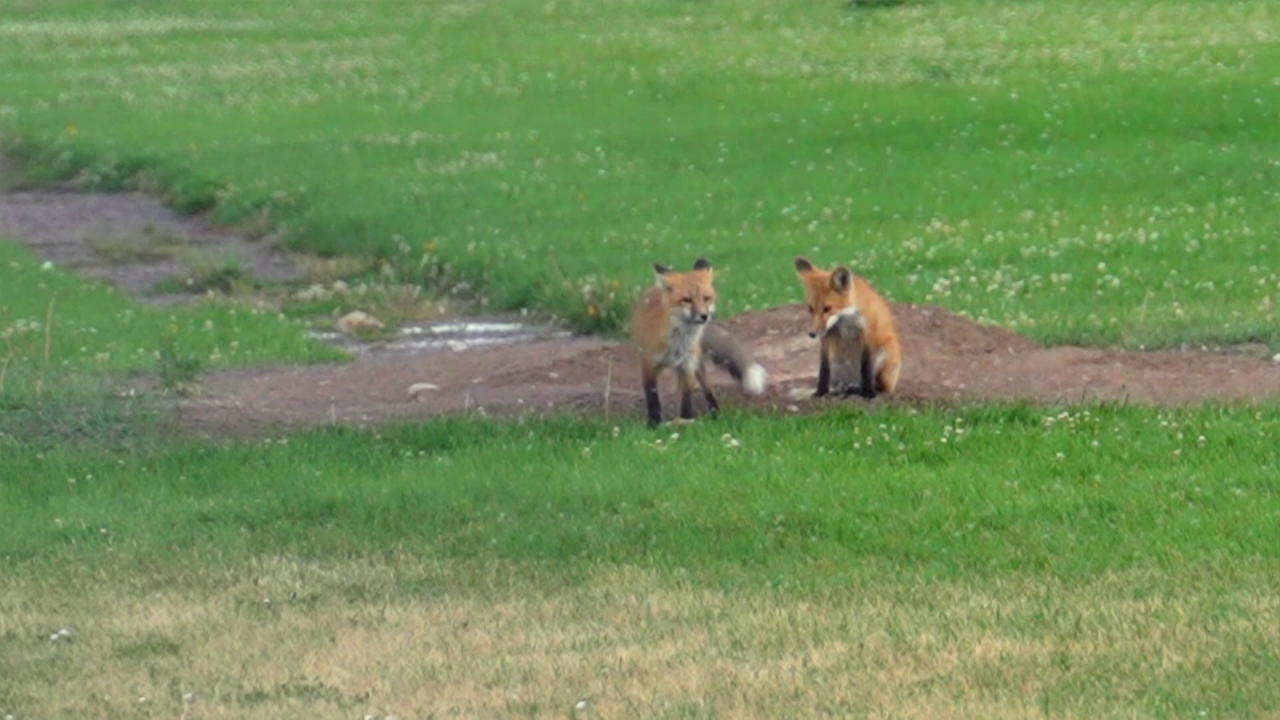 Creature Features: Missoula's fox families