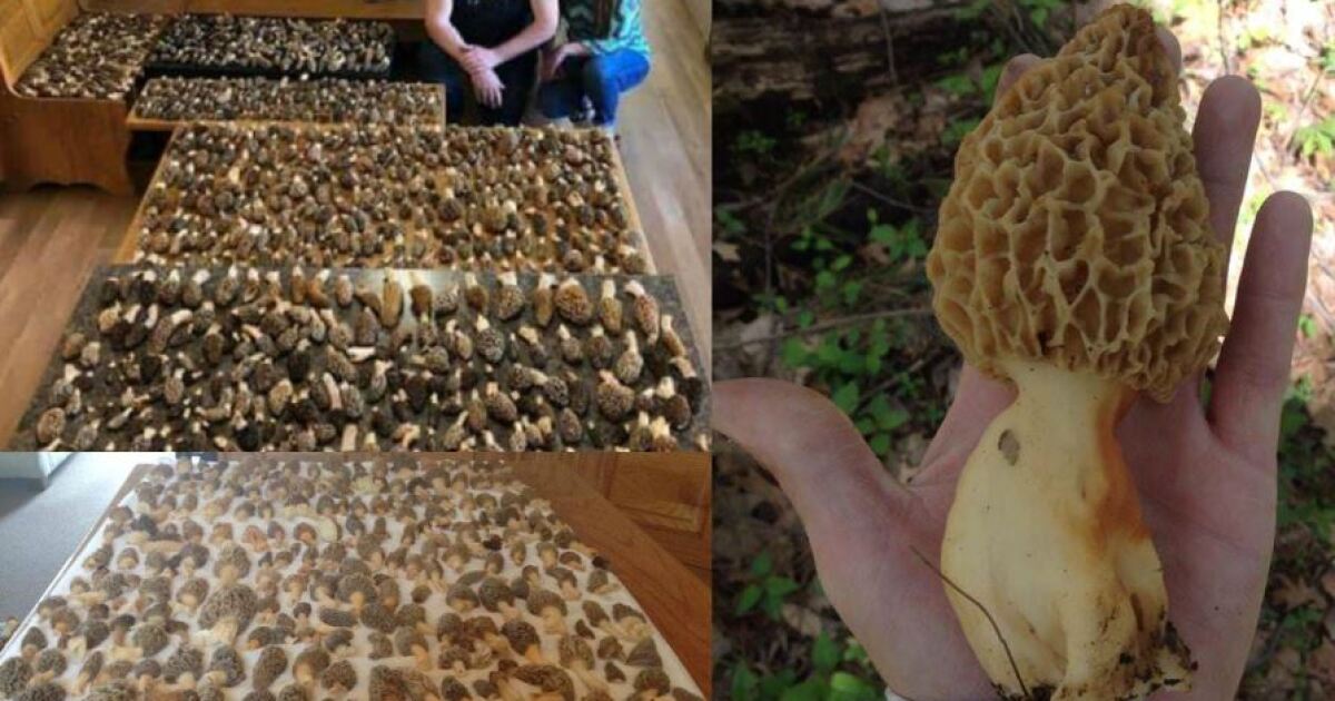 Morel Madness An Indiana family's amazing mushroom haul