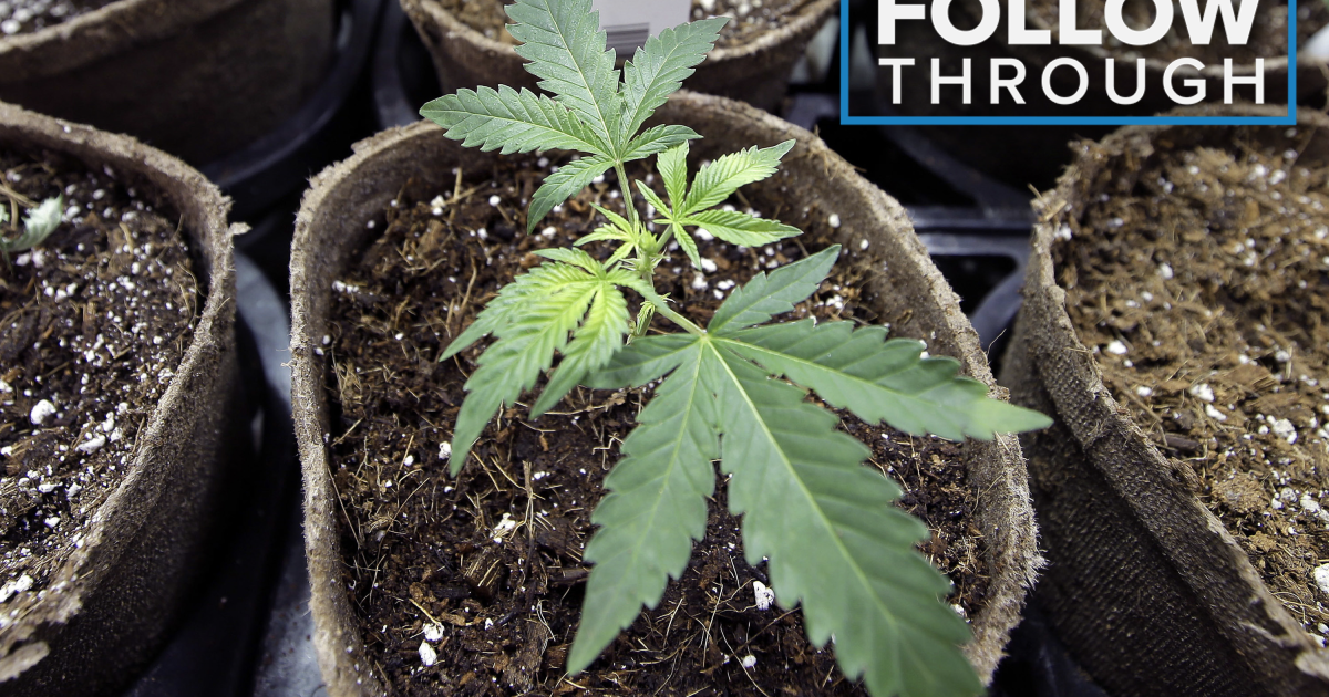 'Can I buy marijuana online?' and more legal weed questions answered - Vimarsana News