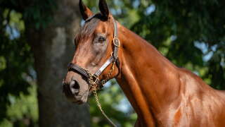 Two-time Champion Male Sprinter Roy H 
