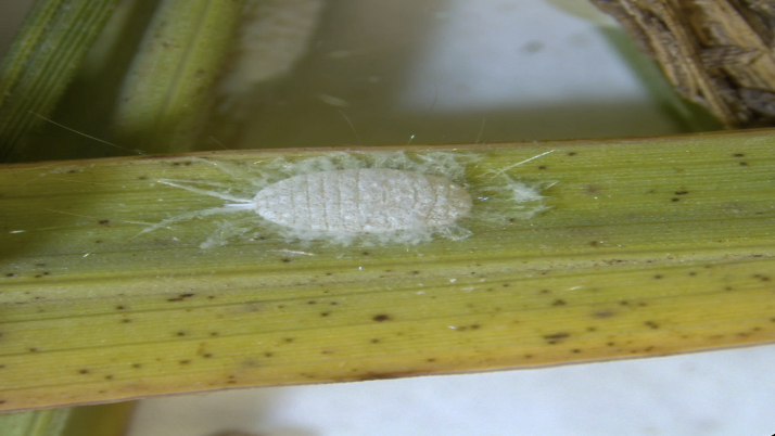 Grimes County ranchers and experts battle pasture mealybug threat to local ag industry