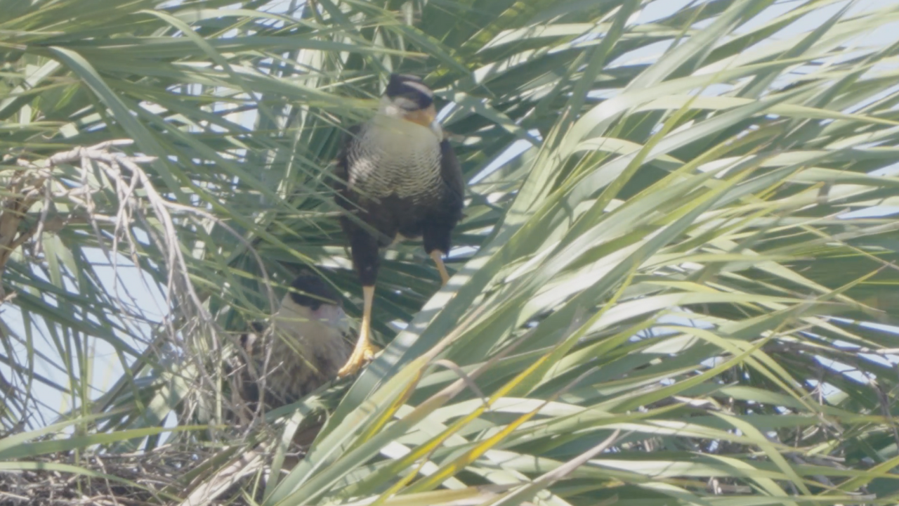 Caracara fStop Foundation.png