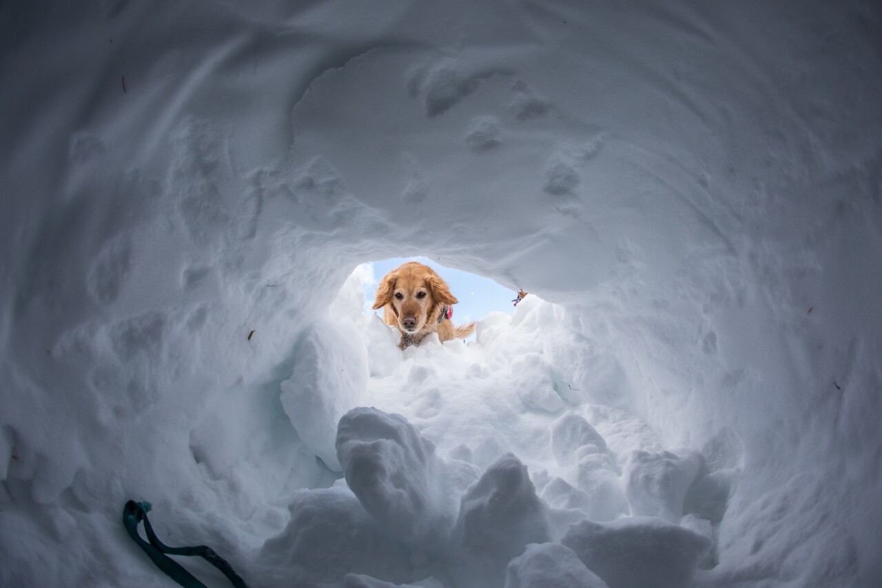 Colorado Rapid Avalanche Deployment Winter 2019 course 2_Dave Camara