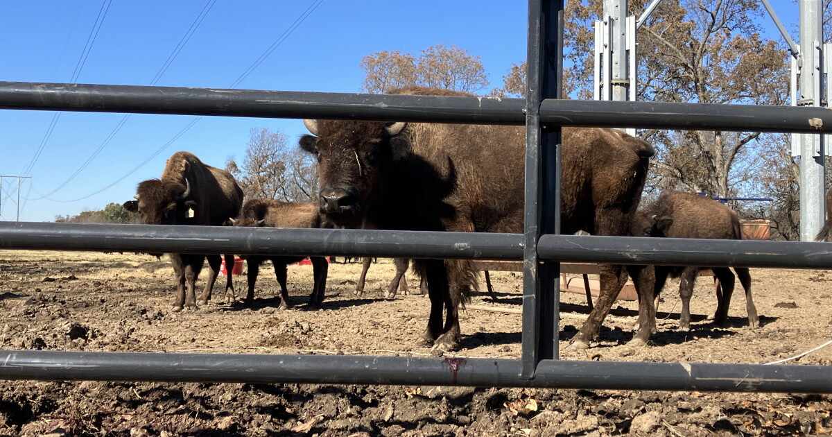 Bison beheaded on Tulsa County farm, three killed in random act of cruelty - Vimarsana News