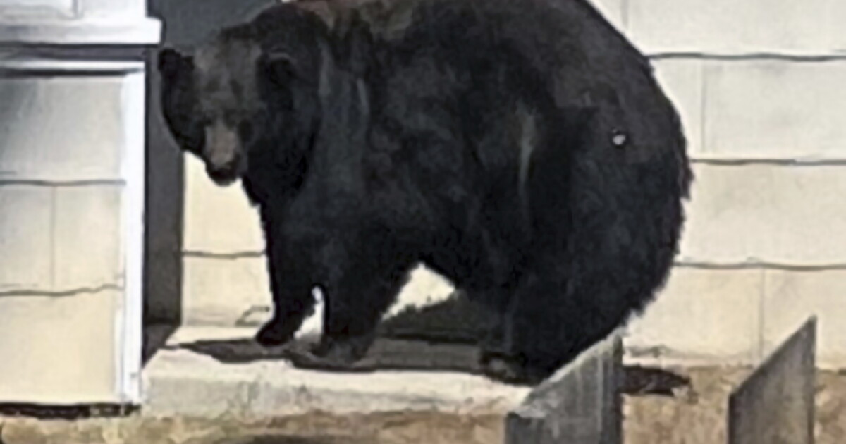 Problem bear 'Hank the Tank' arrives at Colorado sanctuary - Vimarsana News