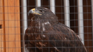 raptor
