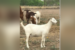 Jim Wells County missing goat
