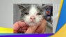 What you need to know about feline lower urinary tract disease