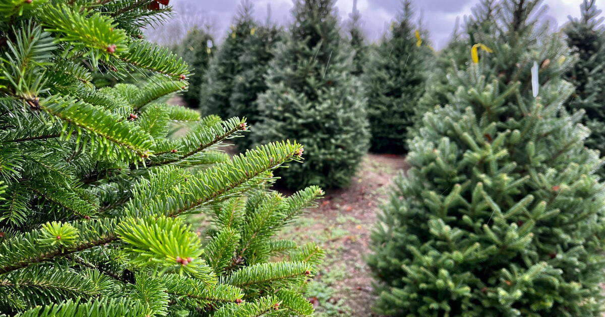 Christmas tree farm sees relief after much needed rain