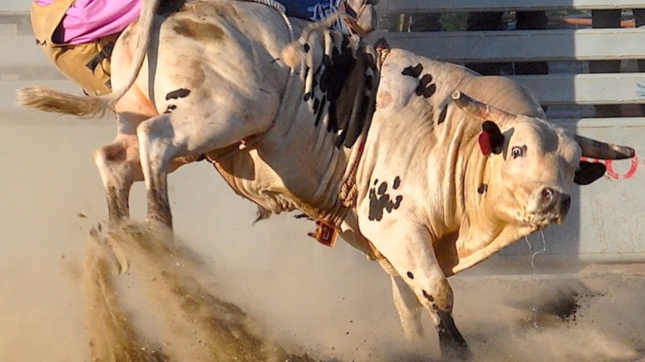 Ingomar Open Rodeo pushes ahead, announces date