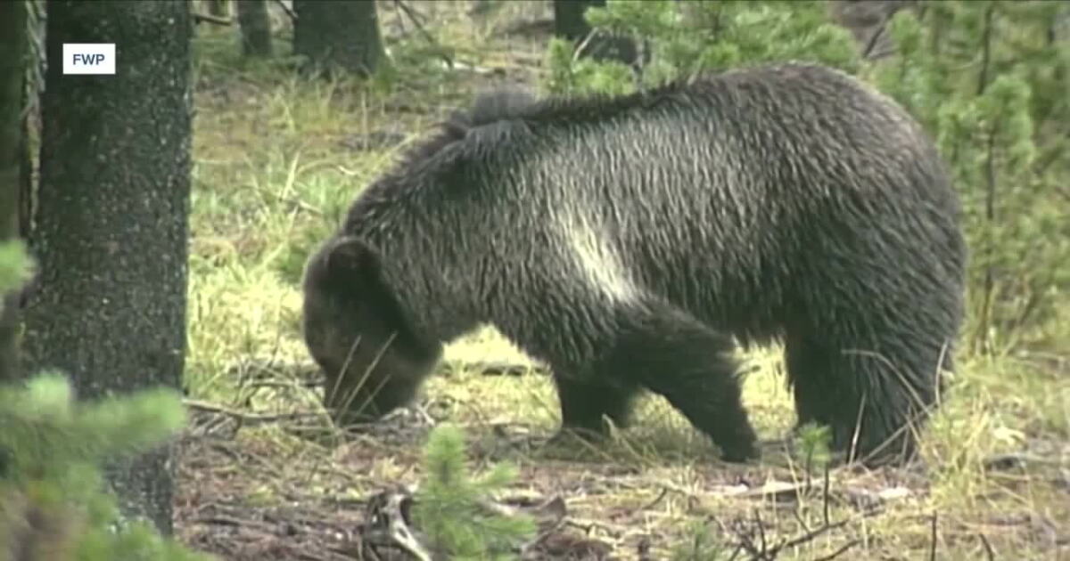 September is Bear Aware Month in Montana - Vimarsana News