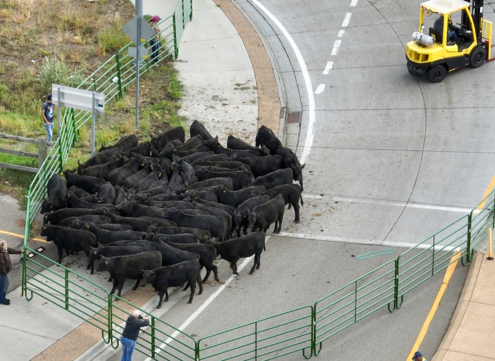 COW PHOTO ONE.jpg