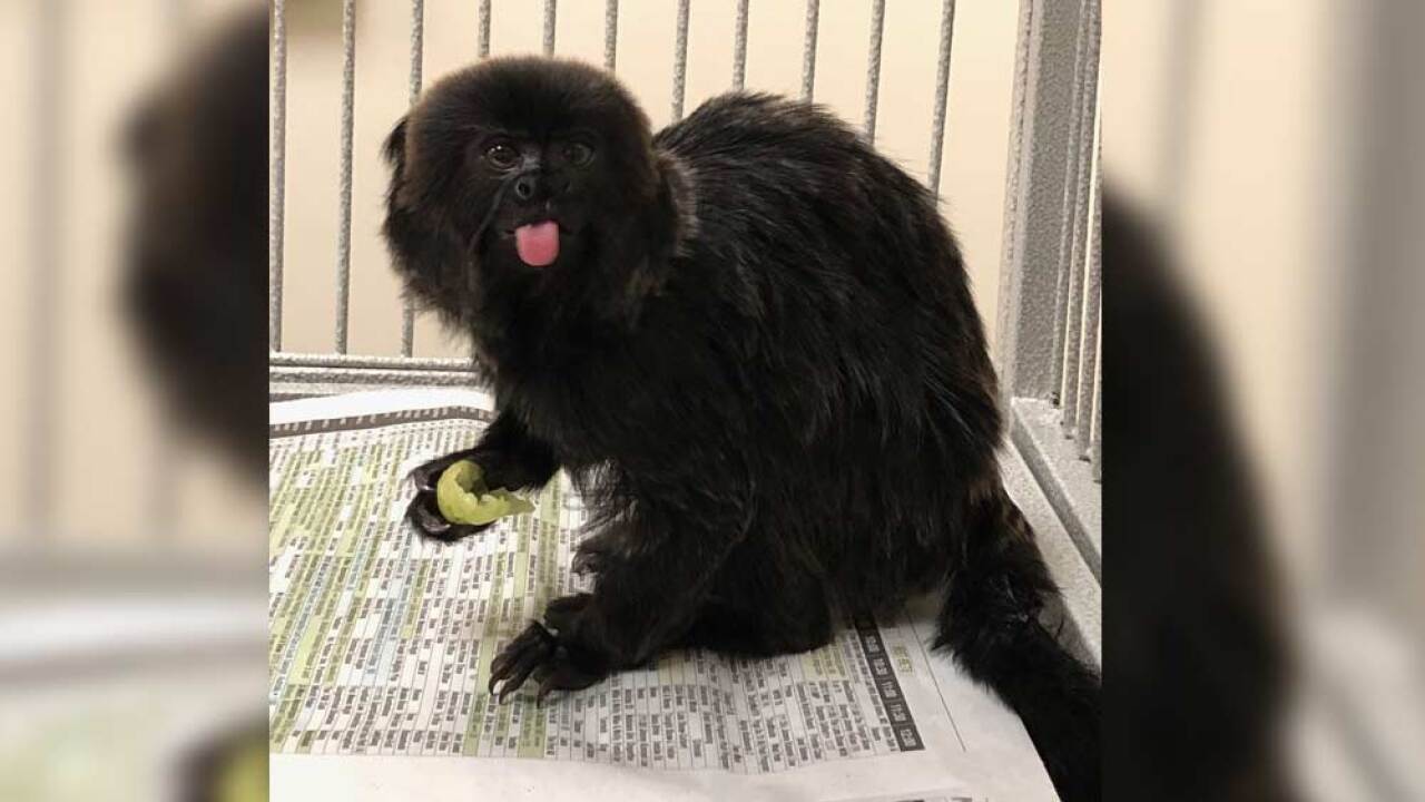 Monkey Stolen From Palm Beach Zoo Recovered In Good Health