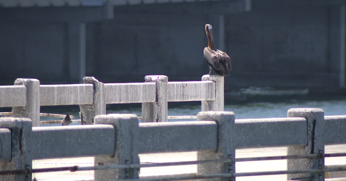 New rules take effect on Skyway Fishing Pier - Vimarsana News