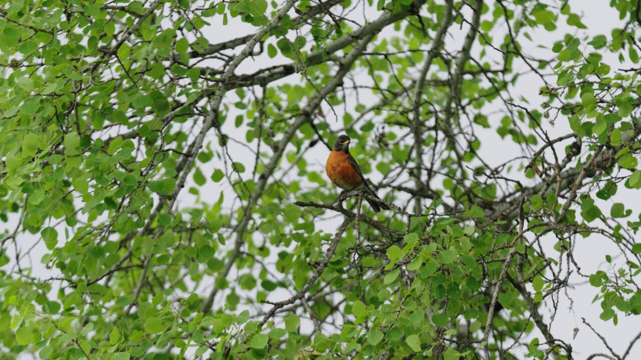 Bird 2