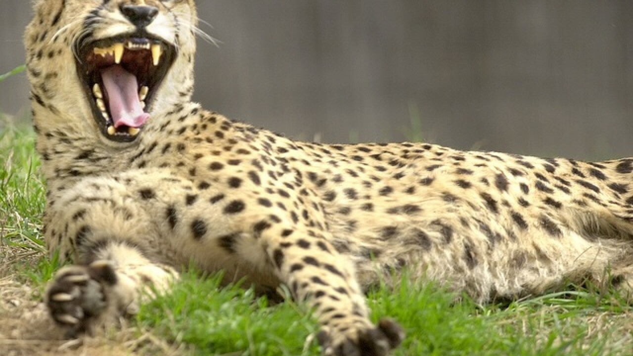 Cheetah numbers decline as African habitat shrinks