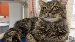Pet of the Week: Rusty 