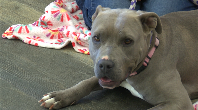 Bethany the dog at Santa Barbara Humane