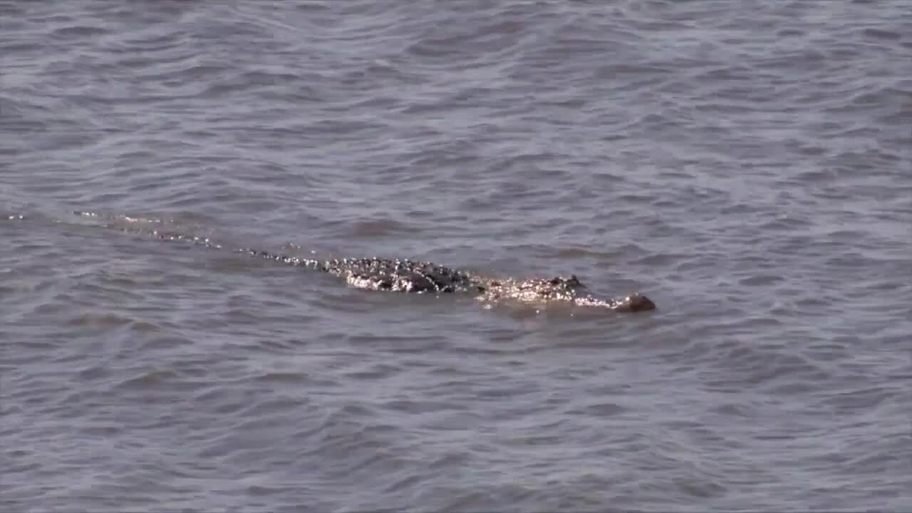 alligator in Lake Okeechobee, June 18, 2021