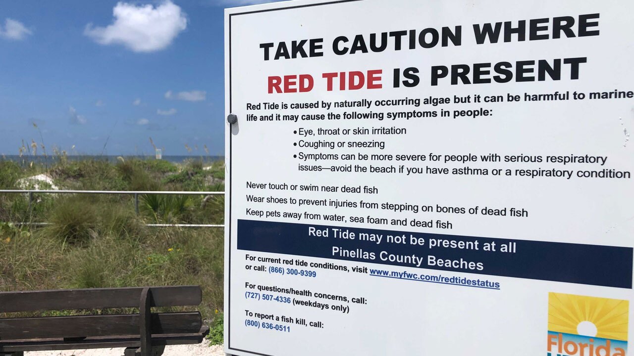 red-tide-pinellas-county-WFTS-HOLLENBECK-PKG.jpg