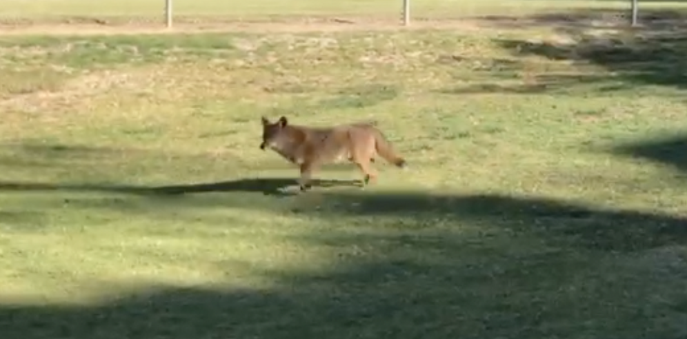 Pit bull attacked by coyote at Chula Vista baseball fields - again