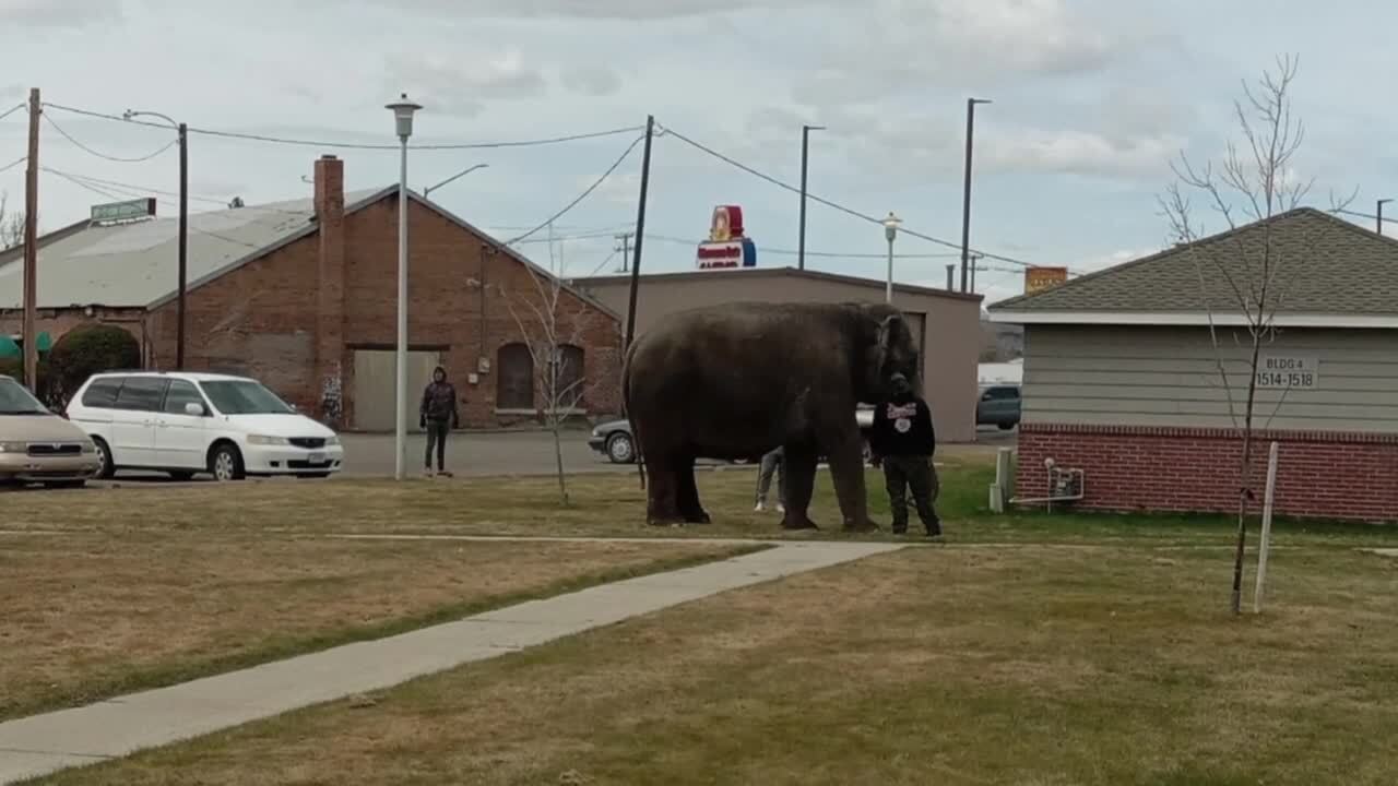 Butte Elephant