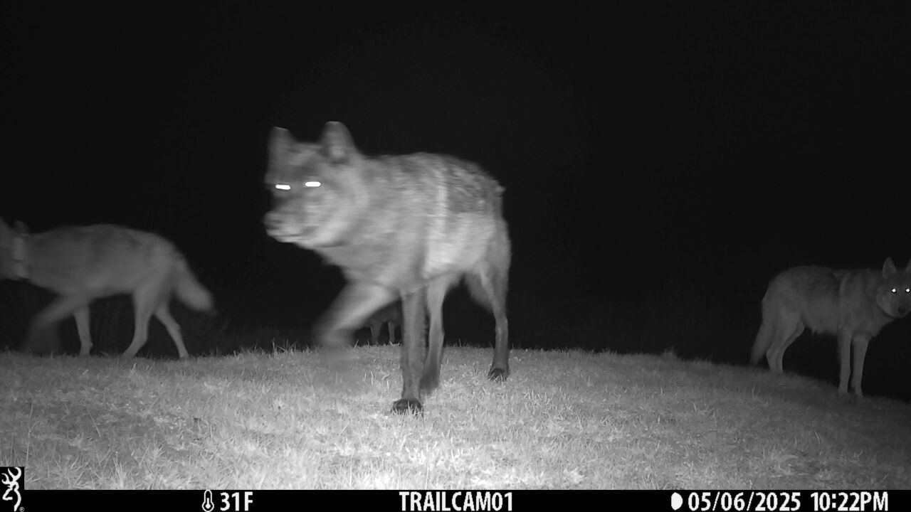 A trail camera captured three wolves in the One Ear Pack in Jackson County in this image. 