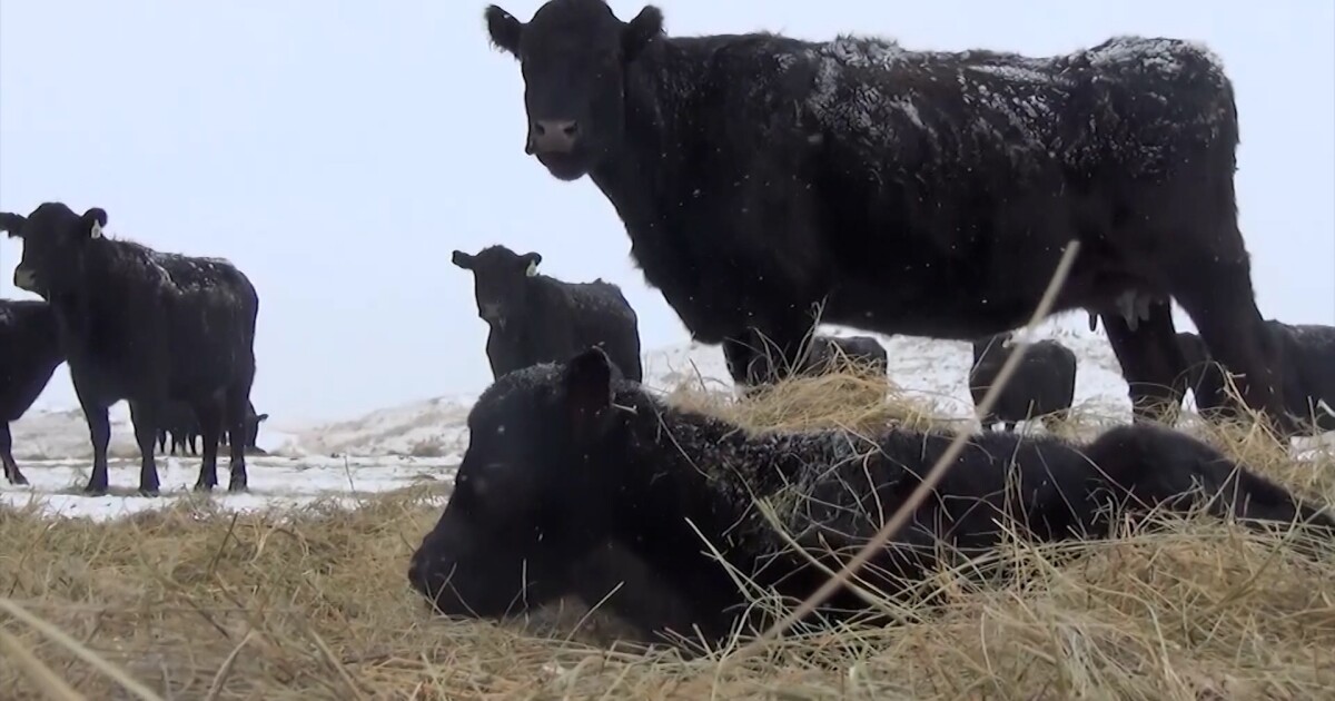 U.S. expands beef imports from Argentina