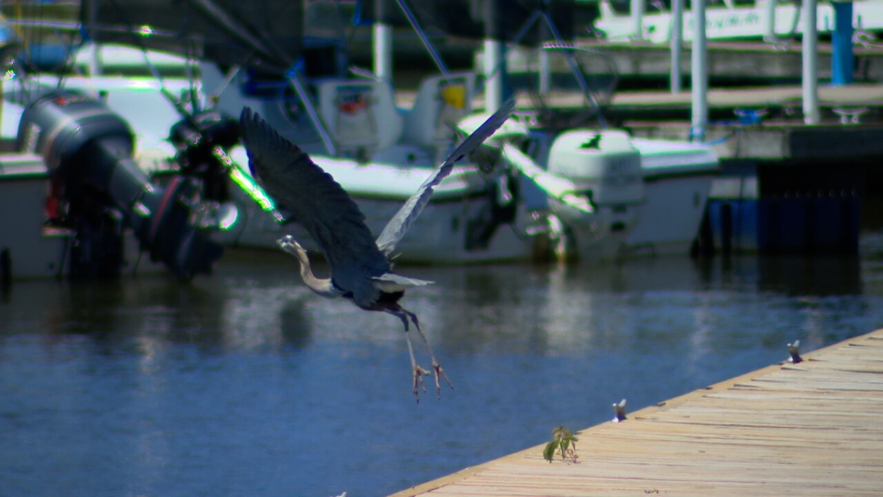 06-03-26 BLACK RIVER AREA OF CONCERN heron.jpg