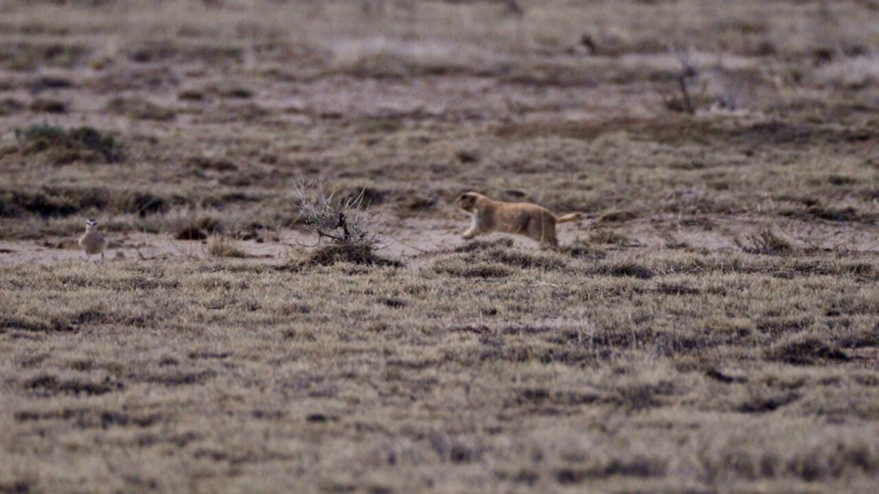 bird and praire dog.jpg