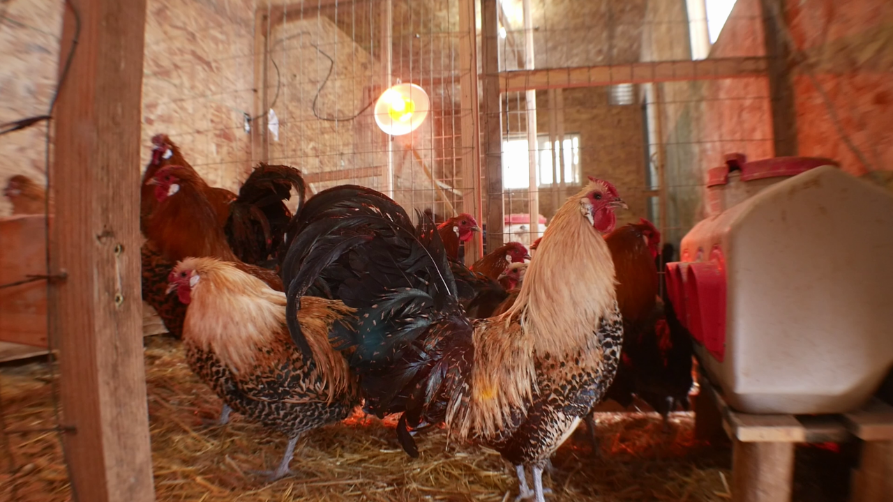 Chickens (February 2025 - MTN News)