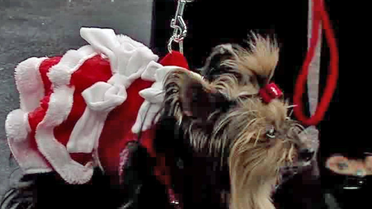 32/48 Avoiding holiday pet emergencies