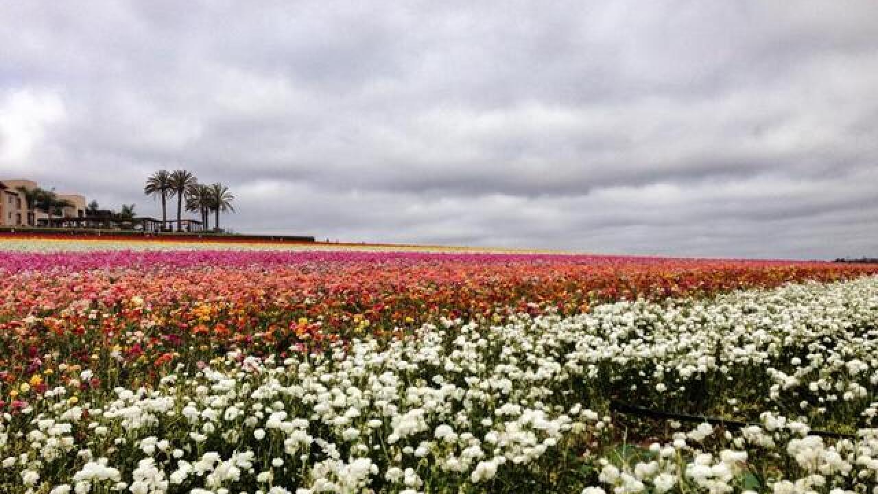 Carlsbad Flower Fields open March 1