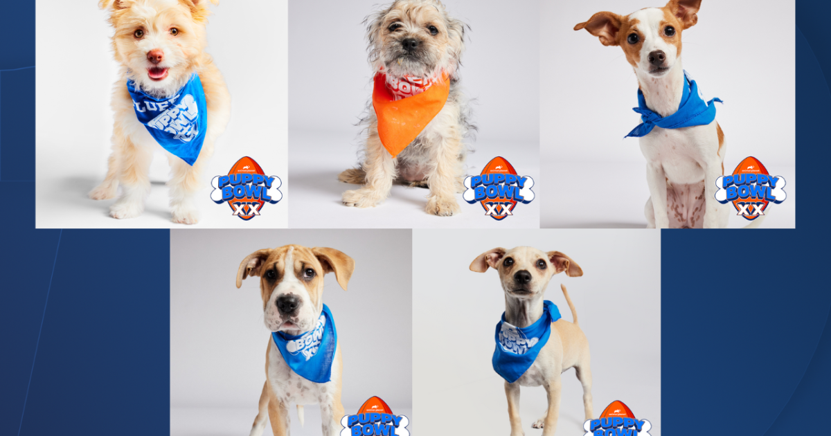 5 San Diego shelter puppies shine in Puppy Bowl lineup - Vimarsana News