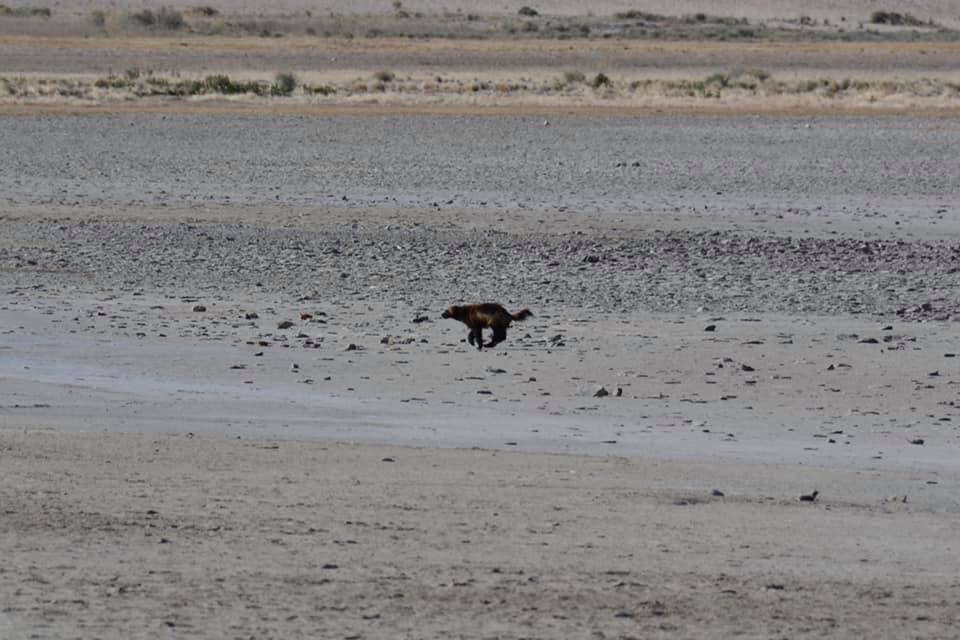 Wolverine Antelope Island