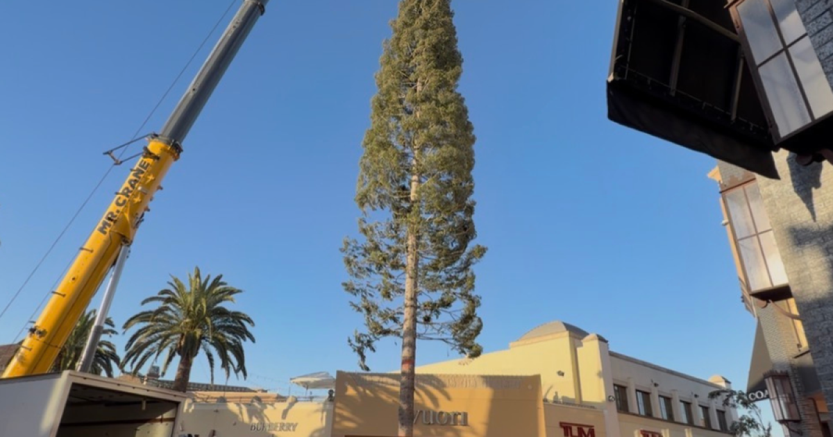 Der höchste frisch geschlagene Weihnachtsbaum der Welt trifft in ...
