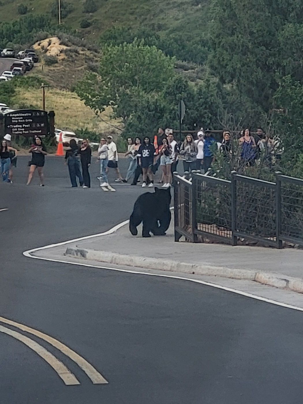 Bear spotted at Red Rocks 7-8-25