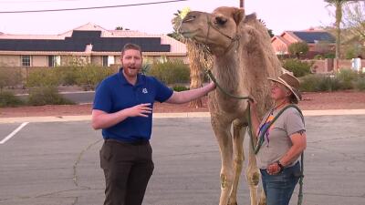 Henderson woman fights to keep her animals amid camel controversy