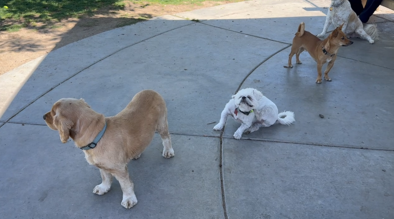 Getting answers: Frustrated Northwest Las Vegas dog park users want better amenities