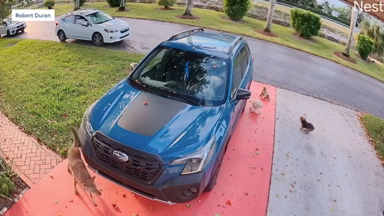 Boynton Beach coyote 